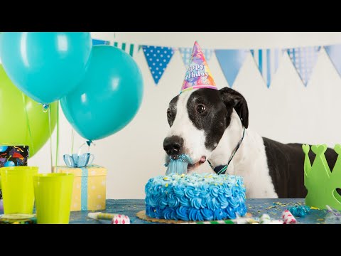 How To Make Dog Friendly Icing That Hardens [Recipe]