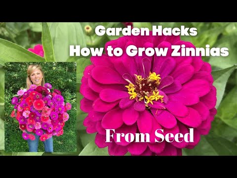 Garden Hacks | How To Grow Zinnias From Seed - Youtube