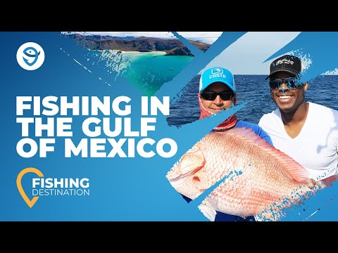 Fishing in the Gulf of Mexico: A Starter's Guide | FishingBooker