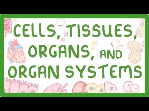 GCSE Biology - Levels of Organisation  - Cells, Tissues, Organs and Organ Systems