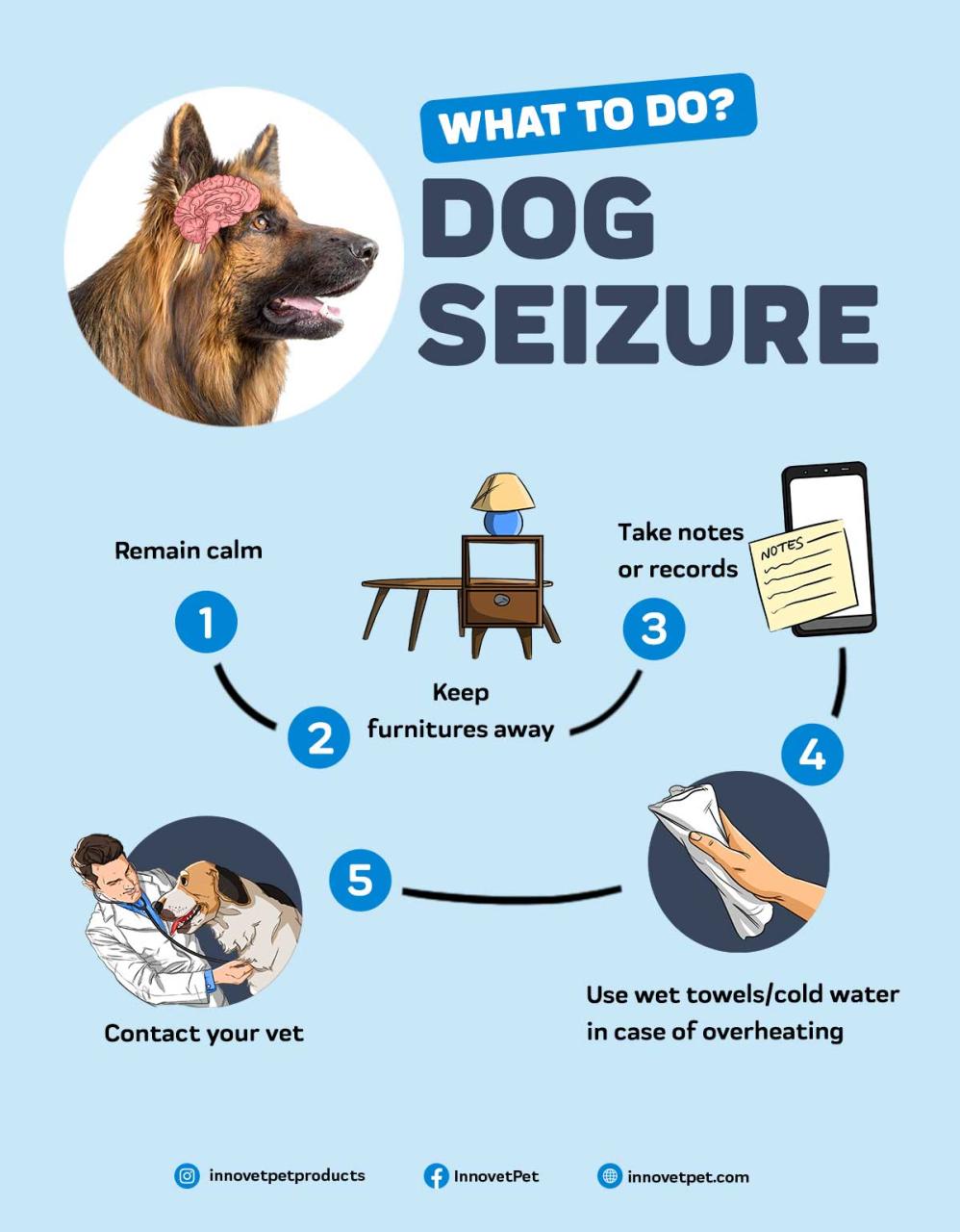 Seizures & Epilepsy In Dogs: What To Look Out For And How To Help – Innovet  Pet
