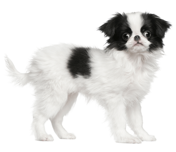 Japanese Chin | Dog Breed Facts And Information - Wag! Dog Walking