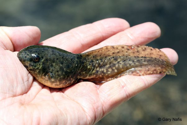 Why Is A Tadpole Not Considered A Fish? - Quora