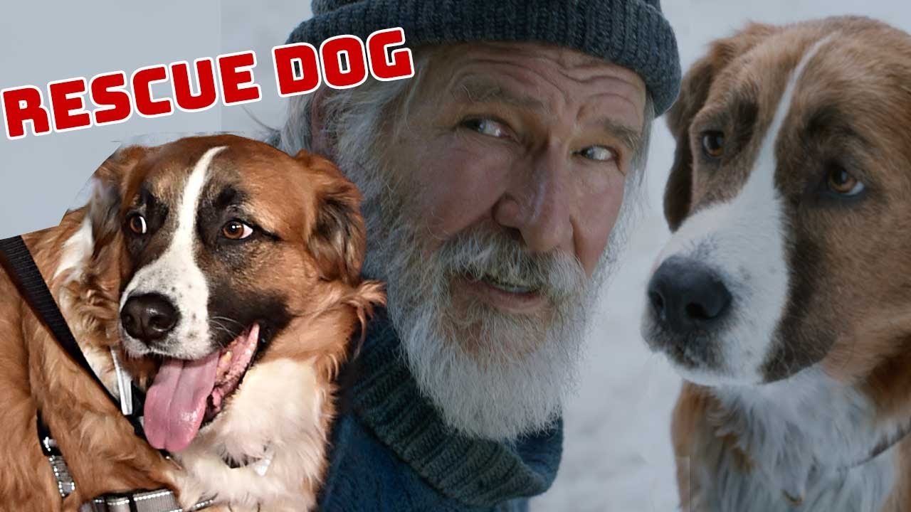 Is Buck A Real Dog In Call Of The Wild: Unveiling The Fictional Canine