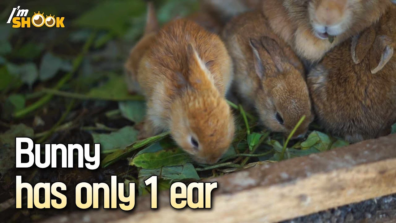 Adorable Baby Bunny Only Has One Ear - Youtube