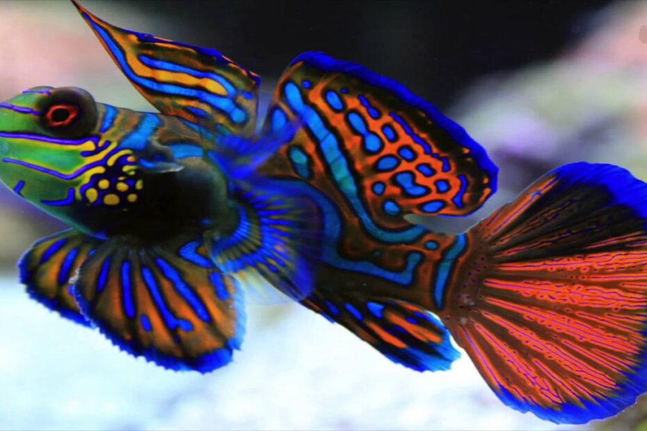 Mandarin Goby : Saltwater Aquarium Fish Are Hard To Keep - Youtube