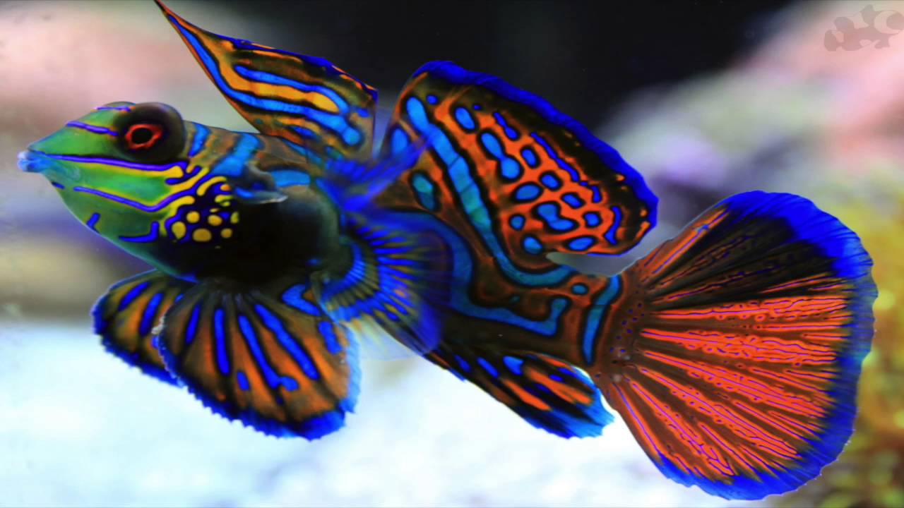 Mandarin Goby : Saltwater Aquarium Fish Are Hard To Keep - Youtube