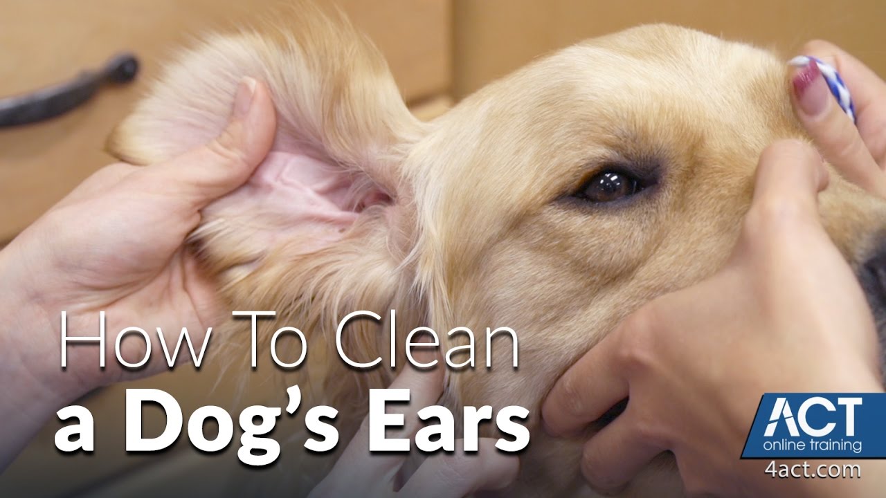 Mastering The Art: Washing Your Dog Without Water In Their Ears