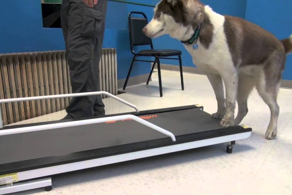 How To Train A Dog To Walk Or Run On A Treadmill | Tyler Muto Dogmanship -  Youtube