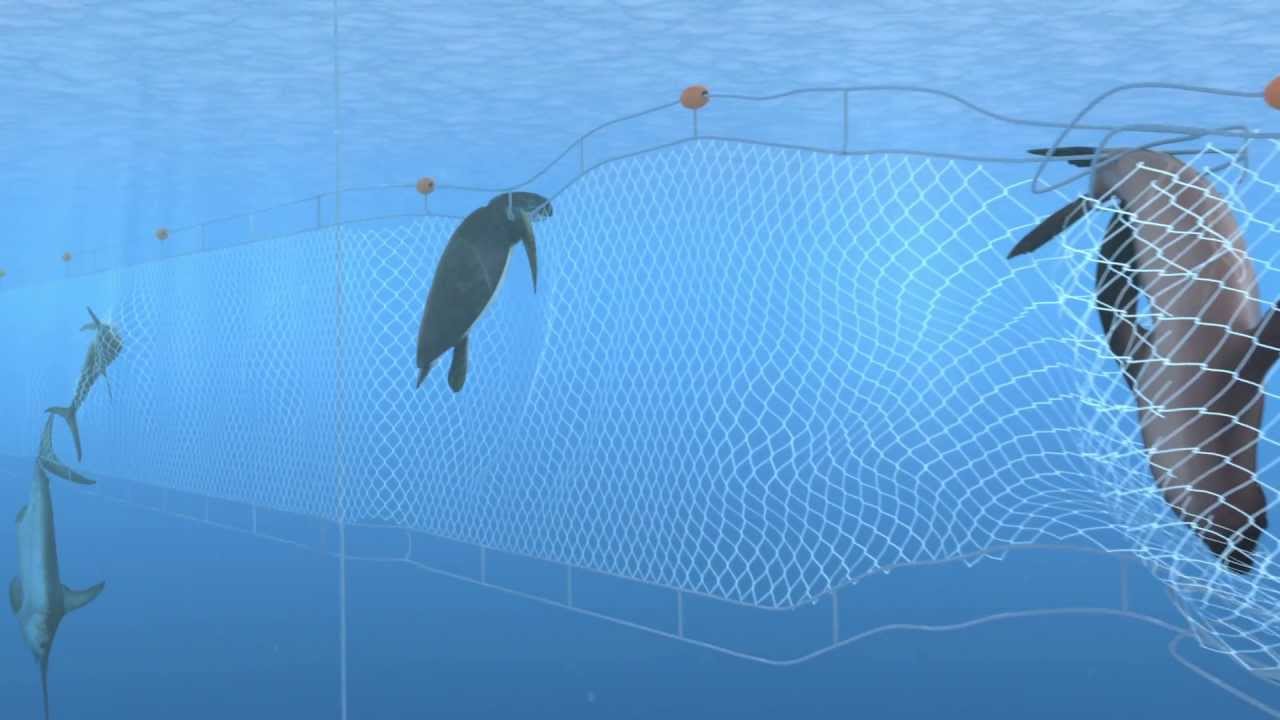 How Seafood Is Caught: Gillnetting - Youtube