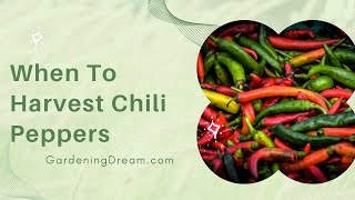 When To Harvest Chili Peppers - Youtube