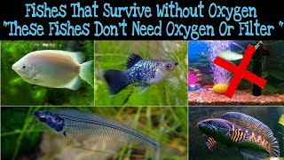 How Long Can Fish Survive Without An Oxygen Tank?