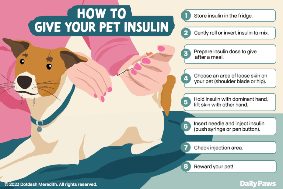 How To Give A Dog Or Cat An Insulin Shot