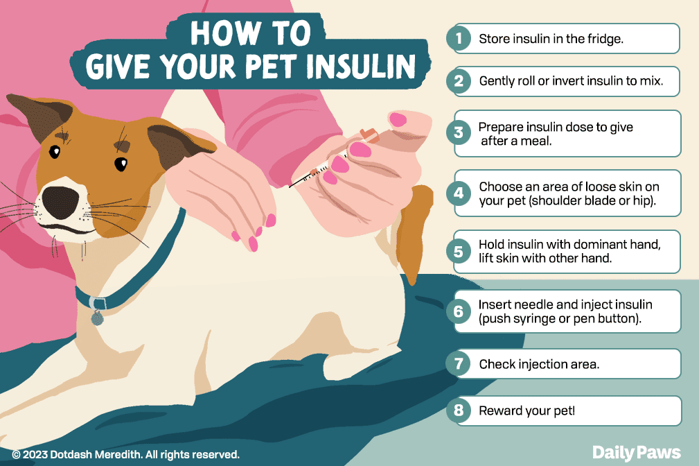 Question: How To Administer Insulin To My Dog