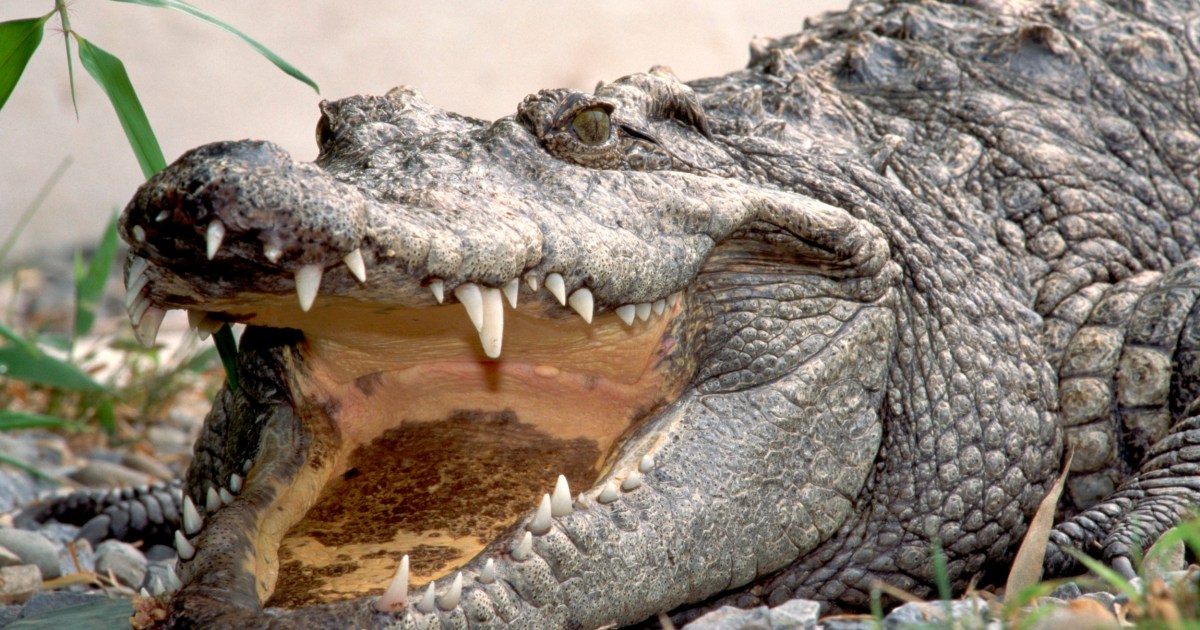 Can A Crocodile Stick Out Its Tongue? Odd Difference Between Alligators And  Crocs | Metro News