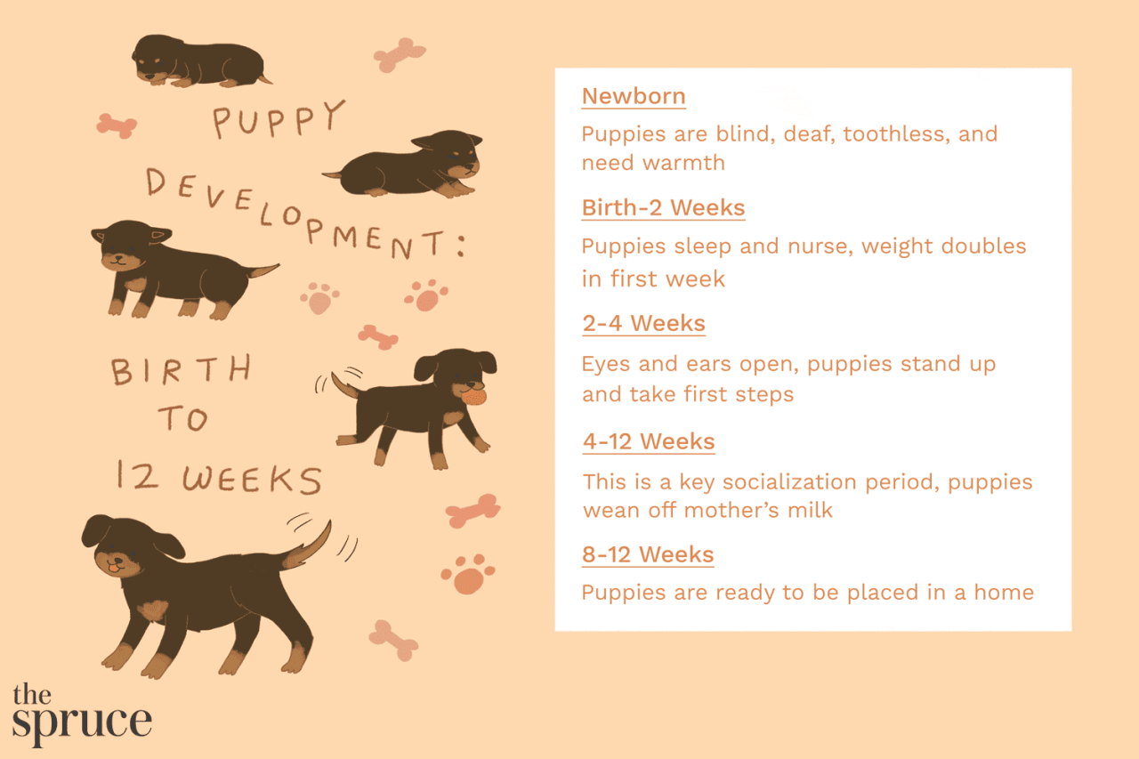 Does A 6-Week-Old Puppy Still Need Milk? A Comprehensive Guide