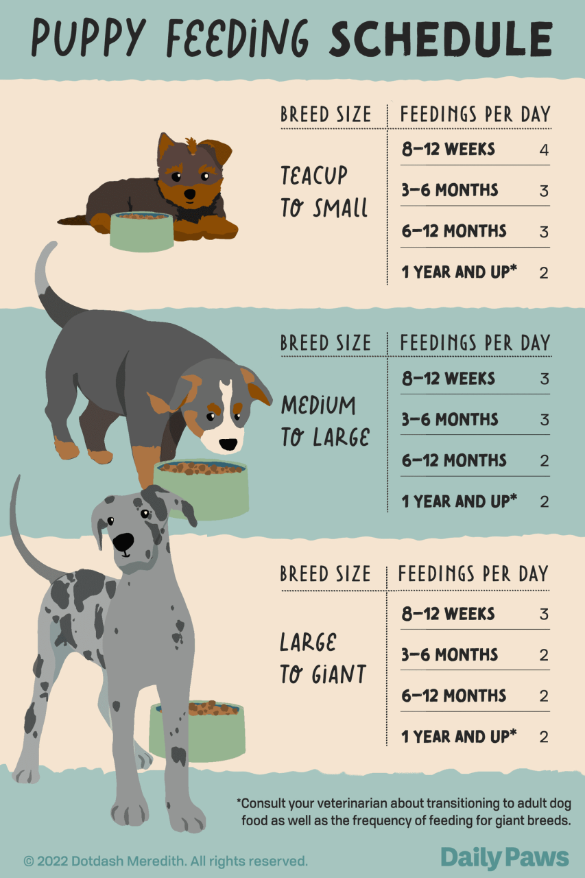 How Many Times A Day Should A 2-Month-Old Puppy Eat?