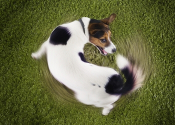 4 Reasons Dogs Spin In Circles