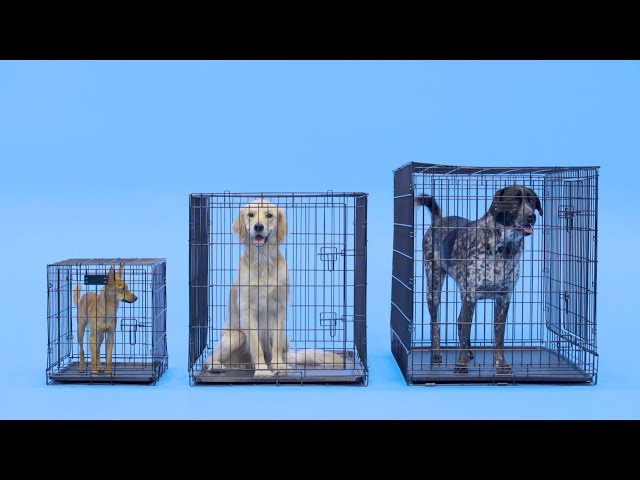 What Size Is The Largest Dog Crate Available?