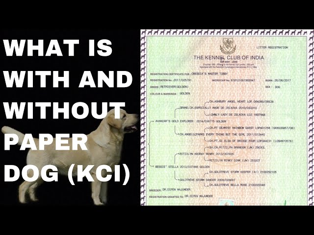 What Is With And Without Papers In Dogs (Kci Registration Papers) - Youtube