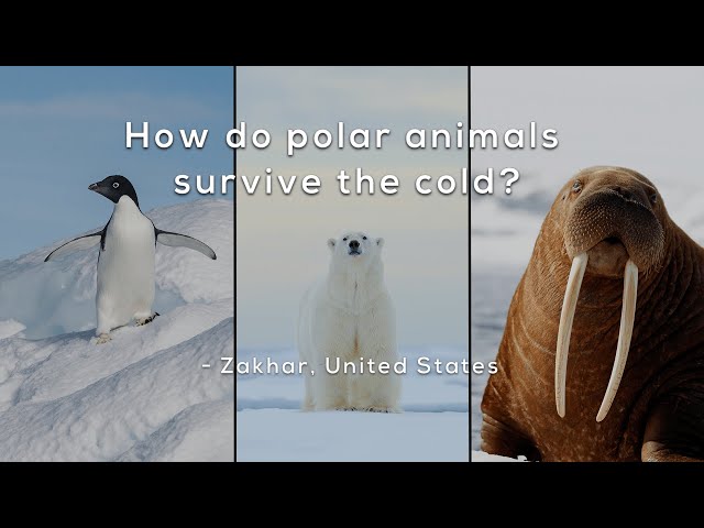 How Do Polar Animals Survive The Cold? - Youtube