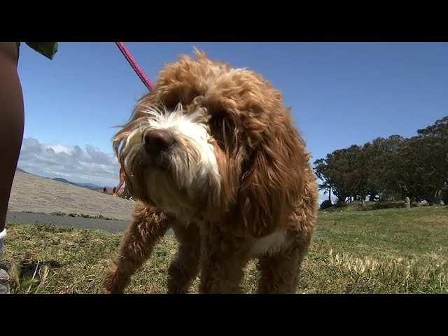 Dog Owner Says Pet Ate Opioid-Tainted Human Feces At Park In San Francisco  - Youtube