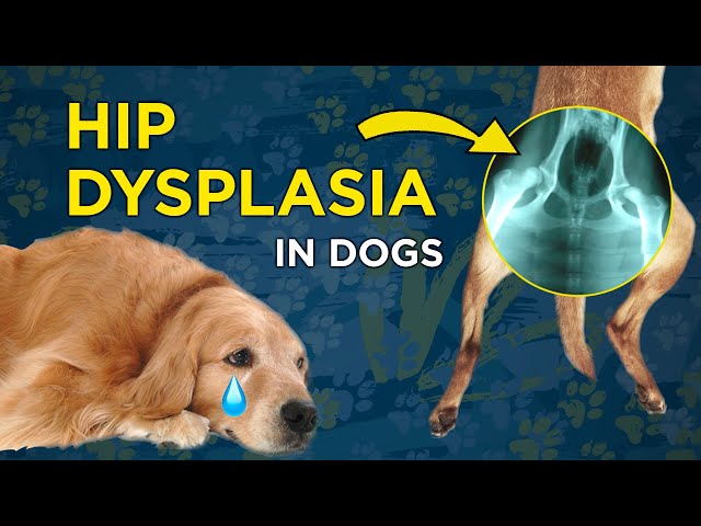 Hip Dysplasia In Dogs - Vetvid Dog Care Video - Youtube