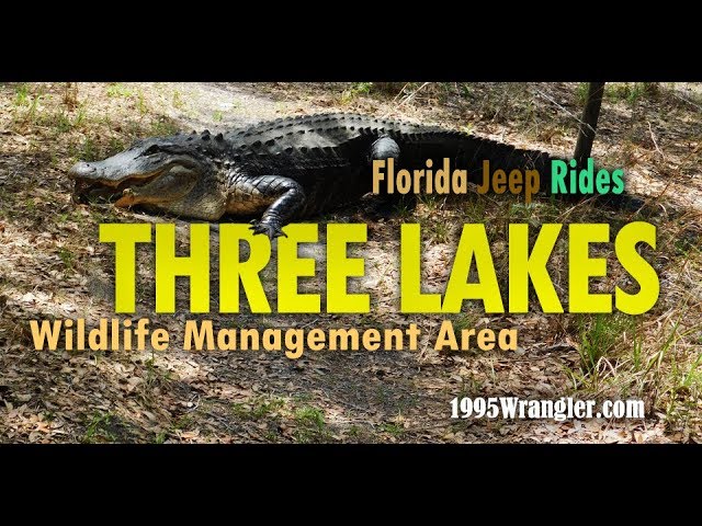 Three Lakes Wildlife Management Area Florida Jeep Rides - Youtube