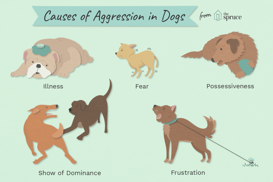 Reasons Why Dogs Get Aggressive And How To Stop It