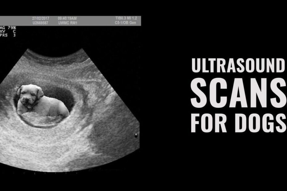 Ultrasound Scans For Dogs – Cost, Use Cases, Procedure & More