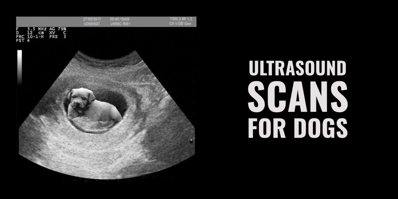 Decoding Canine Health: What Does An Ultrasound On A Dog Tell You?