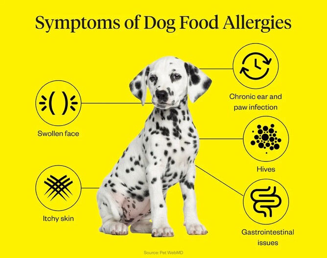 What Are Dogs Allergic To? | Elite Canine Collective
