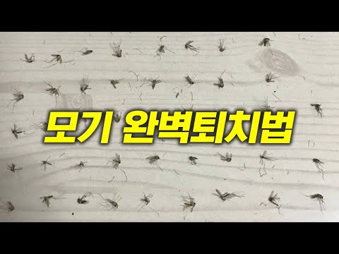 모기 잡는 법: 효과적인 방법과 비밀 팁Revealing-Effective-Methods-And-Secret-Tips